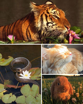 animals